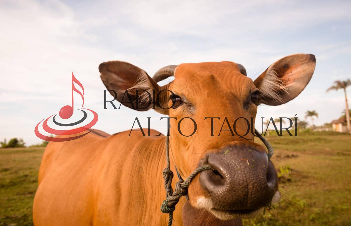 Boi gordo hoje: confira as cotações para esta segunda-feira (23)