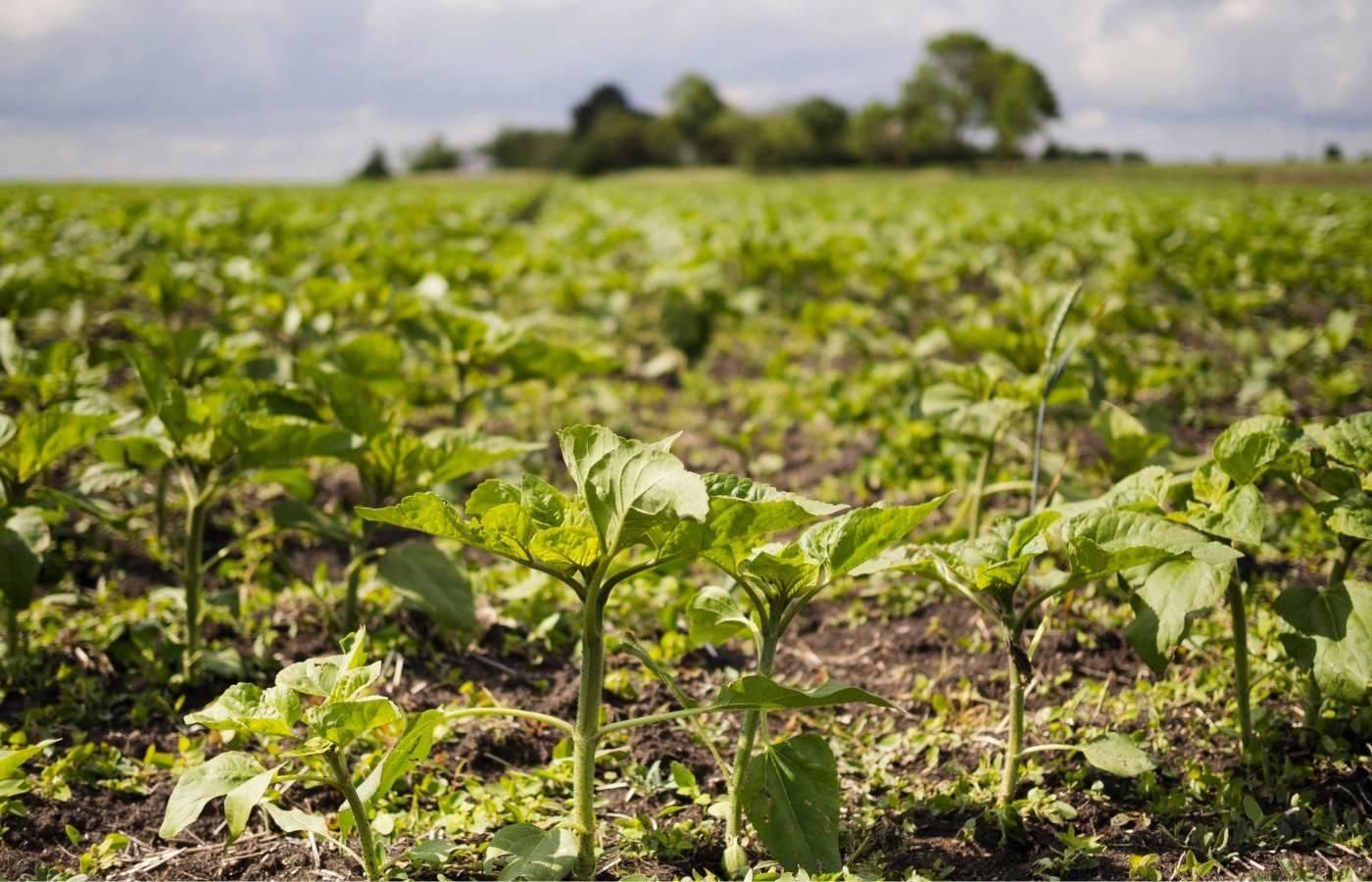 Onda de calor ameaça lavoura e pecuária da Região Sul