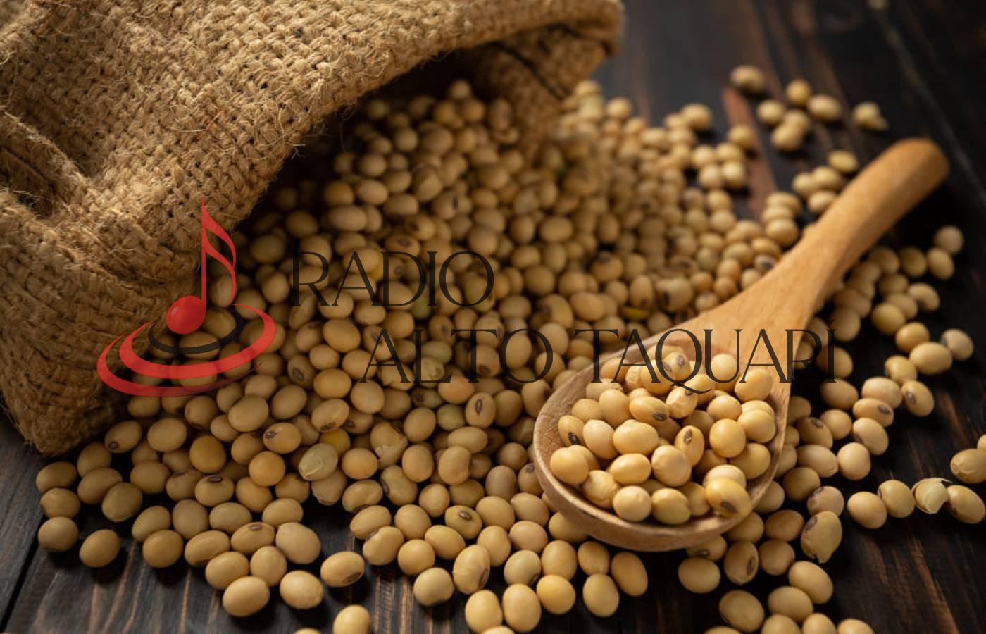 Soja e trigo hoje: confira as cotações para esta quarta-feira (25)