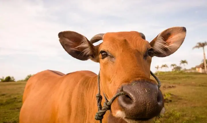 Boi gordo hoje: confira as cotações para esta sexta-feira (17)