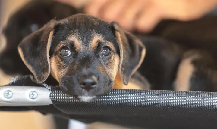 Mapa abre consulta pública sobre genéricos e similares veterinários